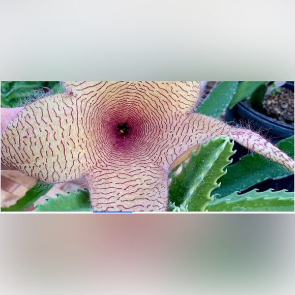 Meet your Posher, M - Picture 1 of 1